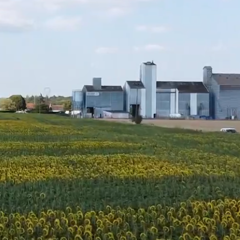 Essai Tournesol athée